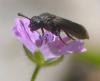 Corynis sp.